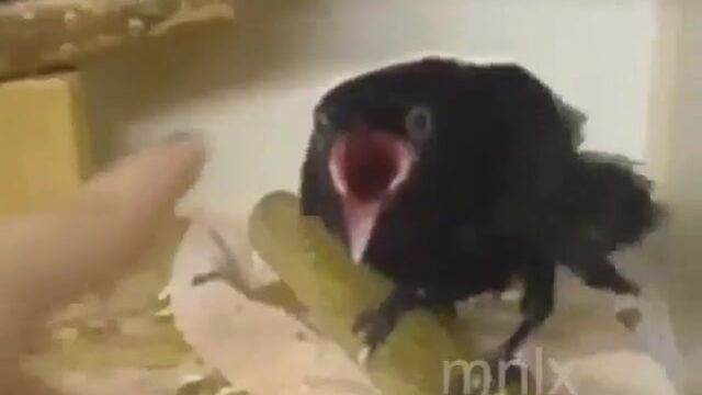 Funny bird