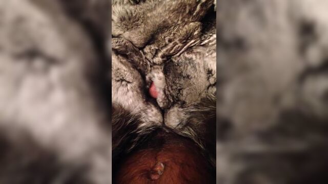 cum in cincilla fur