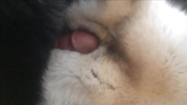 Quick blue fox fur cum shot