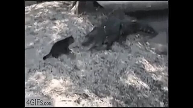 ПРИКОЛЫ ЖИВОТНЫЕ СМЕШНОЕ ВИДЕО милый щеночек)