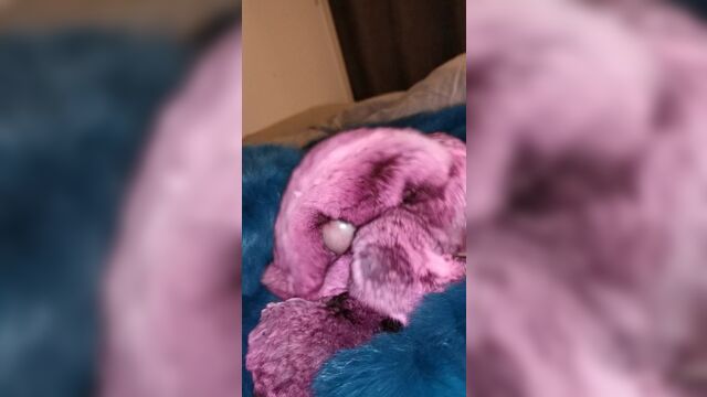Chinchilla fur cumshot twice in a row